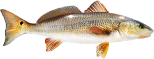 Redfish die cut fishing decal