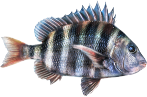 Sheepshead die cut fishing decal