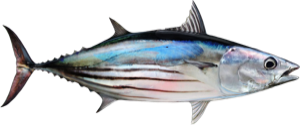 Skipjack Tuna die cut fishing decal