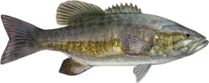 Smallmouth Bass die cut fishing decal