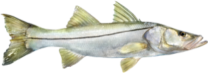 Snook die cut fishing decal