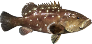 Snowy Grouper die cut fishing decal