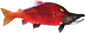 Sockeye Salmon die cut fishing decal