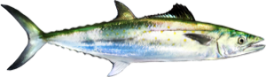 Spanish Mackerel die cut fishing decal