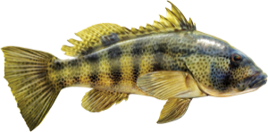 Spotted Bay Bass die cut fishing decal