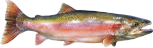 Steelhead die cut fishing decal