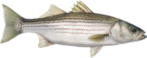 Striped Bass die cut fishing decal