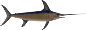 Swordfish die cut fishing decal