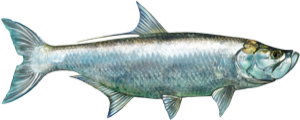 Tarpon die cut fishing decal