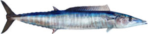 Wahoo die cut fishing decal