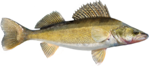 Walleye die cut fishing decal