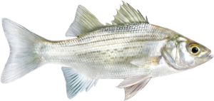 White Bass die cut fishing decal