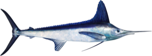 White Marlin die cut fishing decal