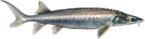 White Sturgeon die cut fishing decal