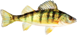 Yellow Perch die cut fishing decal