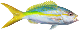 Yellowtail Snapper die cut fishing decal